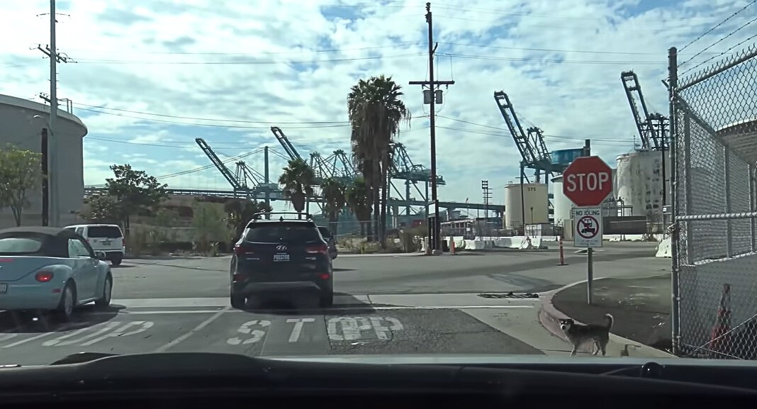 The dog is standing on the road waiting to cross it