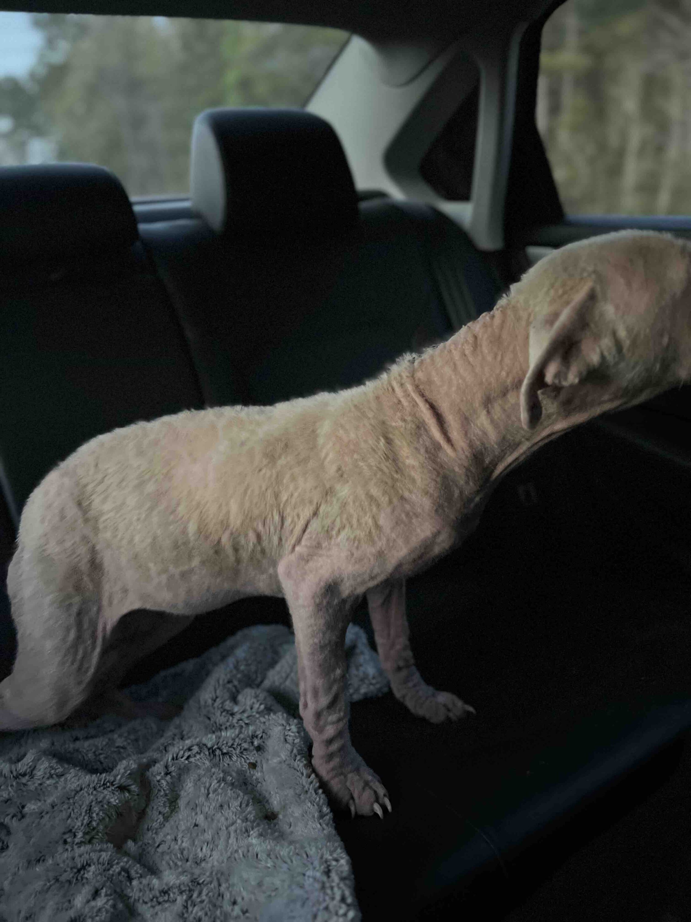 The dog is standing on the seat in the car