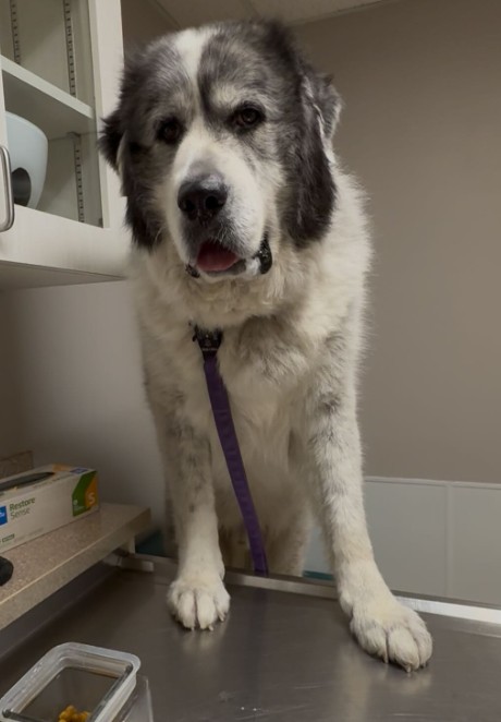 The dog is standing on the veterinary table