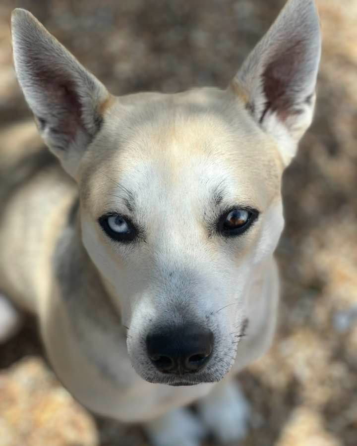 The dog is standing serious and looking in front of him