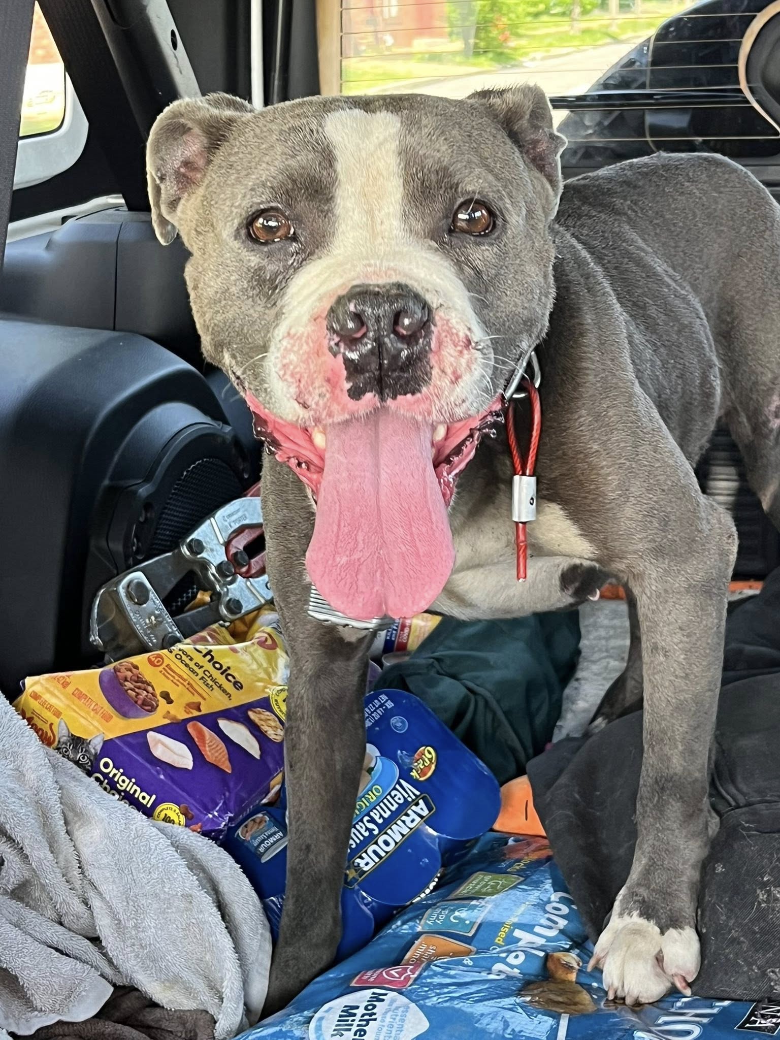 The dog is standing with its tongue out in the car