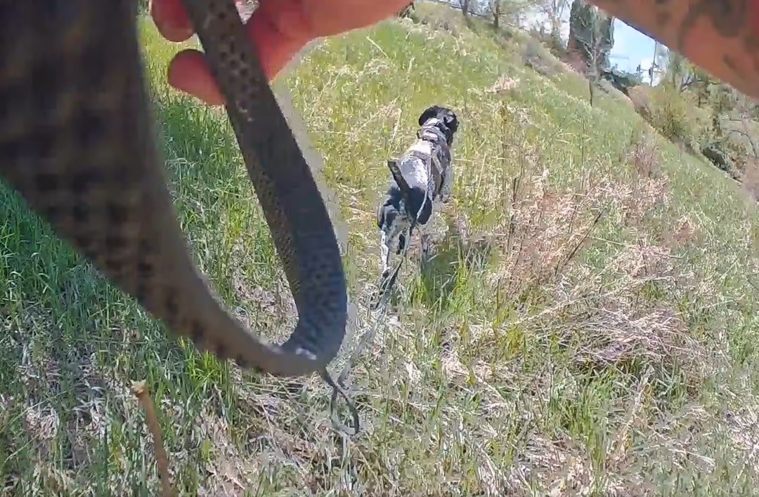 The dog is walking on the grass