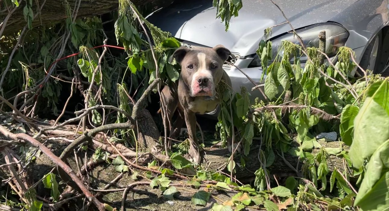 The dog peeks out from under a fallen branch