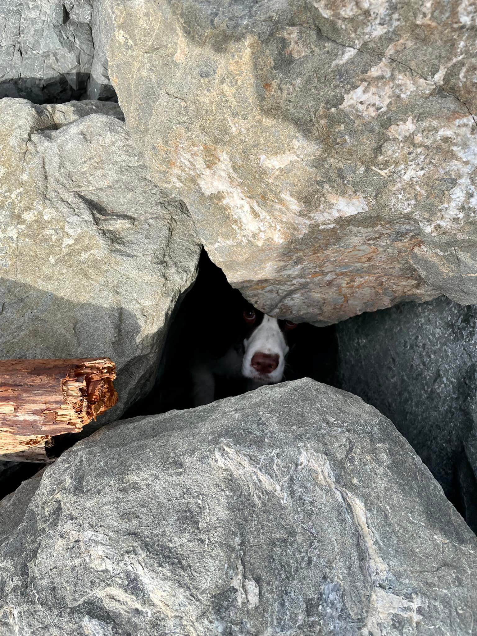 The dog peeks out from under the stone