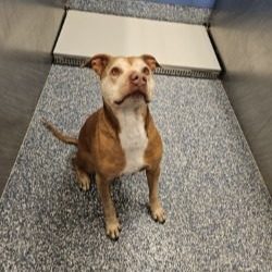 The dog sits and looks above him