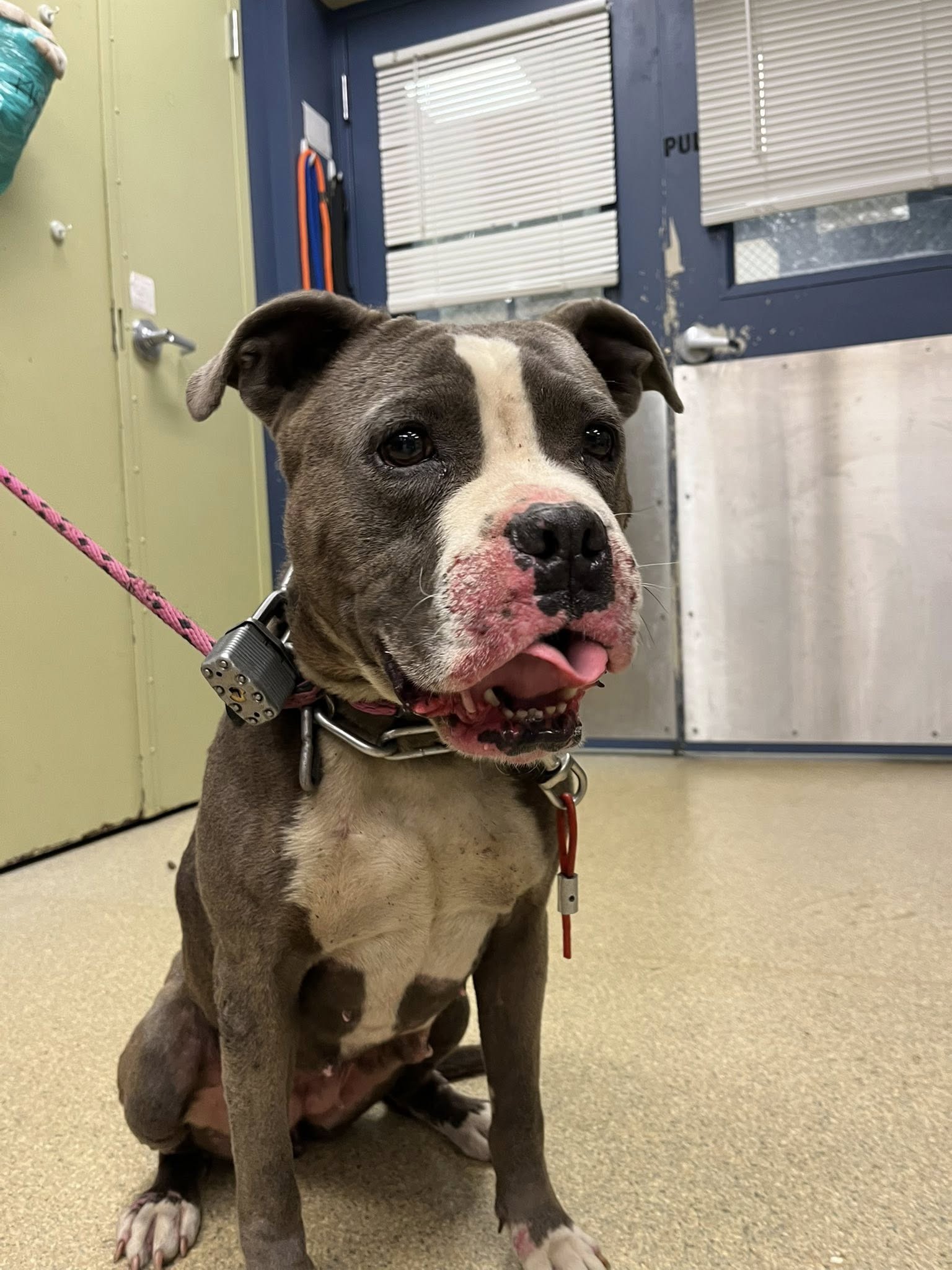 The dog sits and looks ahead