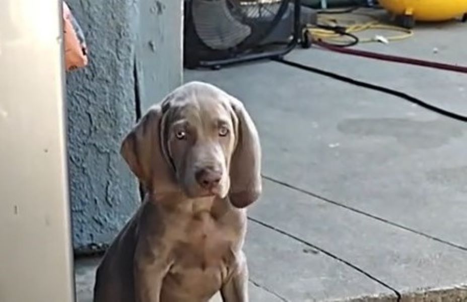 The dog sits and looks in front of him