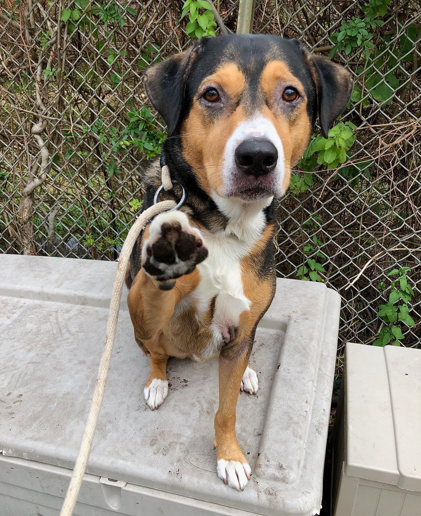 The dog sits and raises one paw