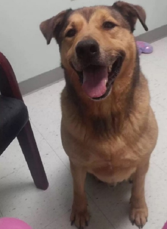 The dog sits with its tongue out