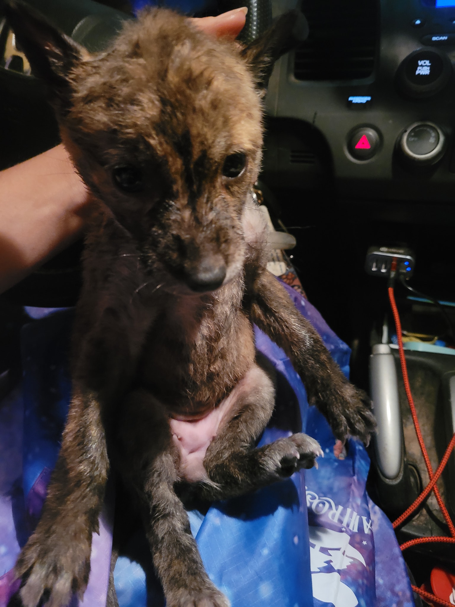 The fox cub is sitting in the car