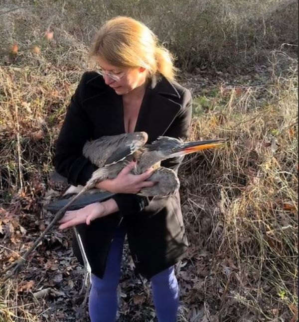 The girl is holding a heron in her arms