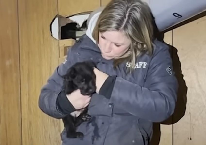 The girl is holding a puppy in her arms