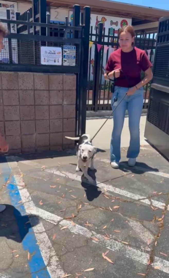 The girl is walking the dog on a leash