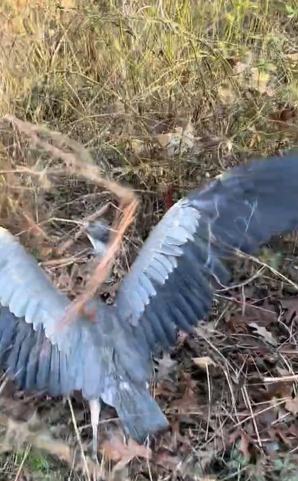 The heron is trying to fly