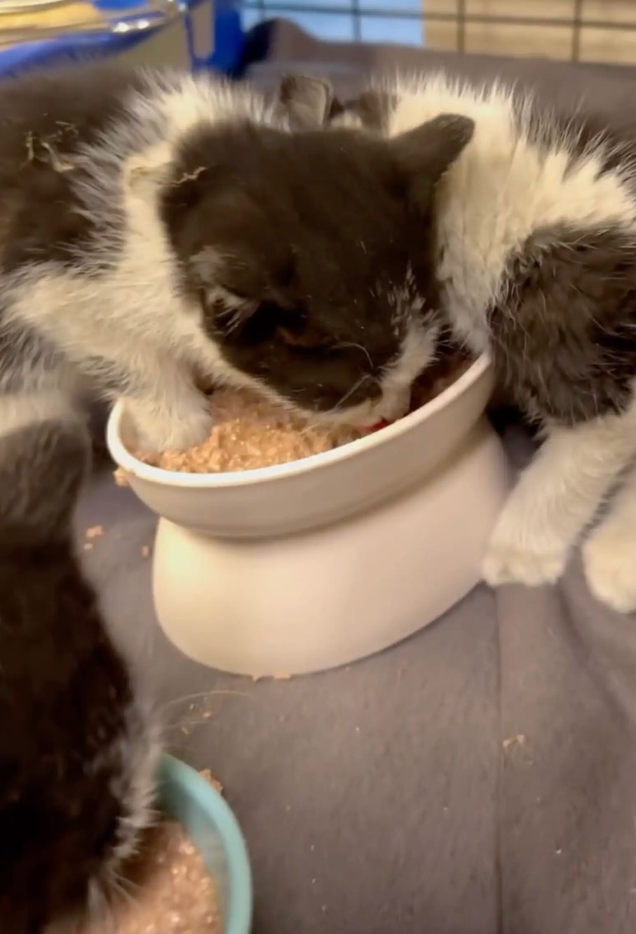 The kitten is eating from a bowl