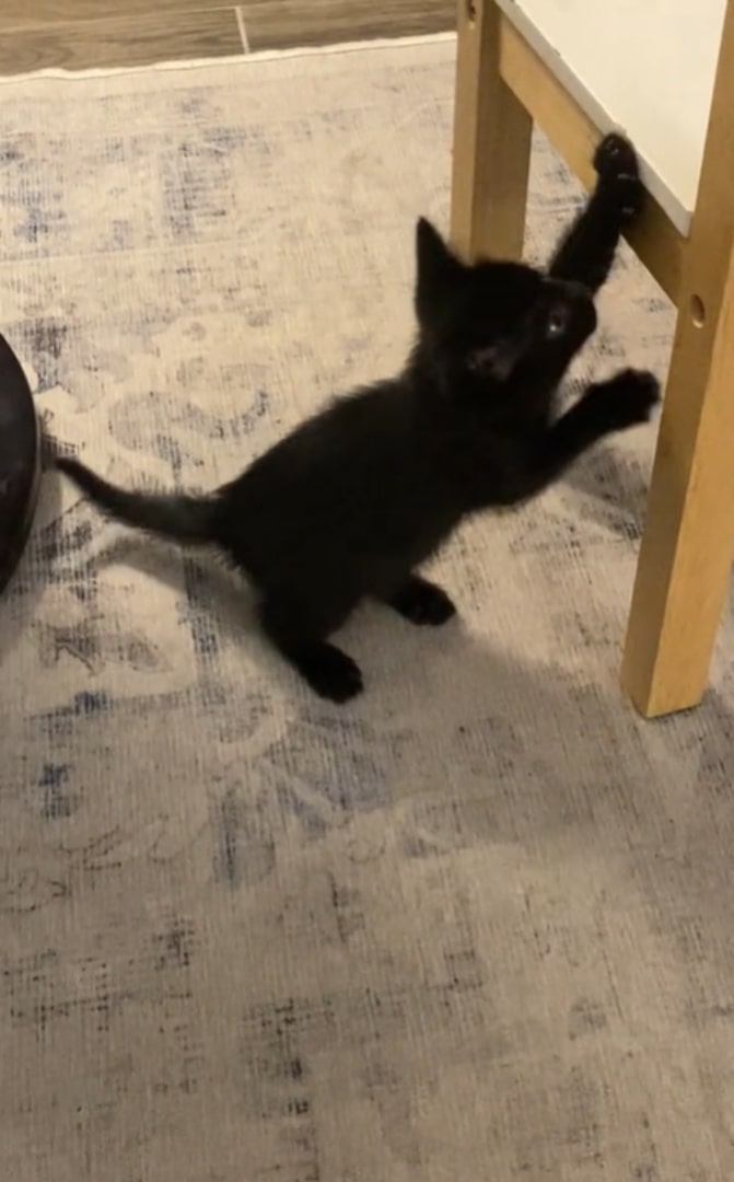 The kitten is grabbing the chair with its paw