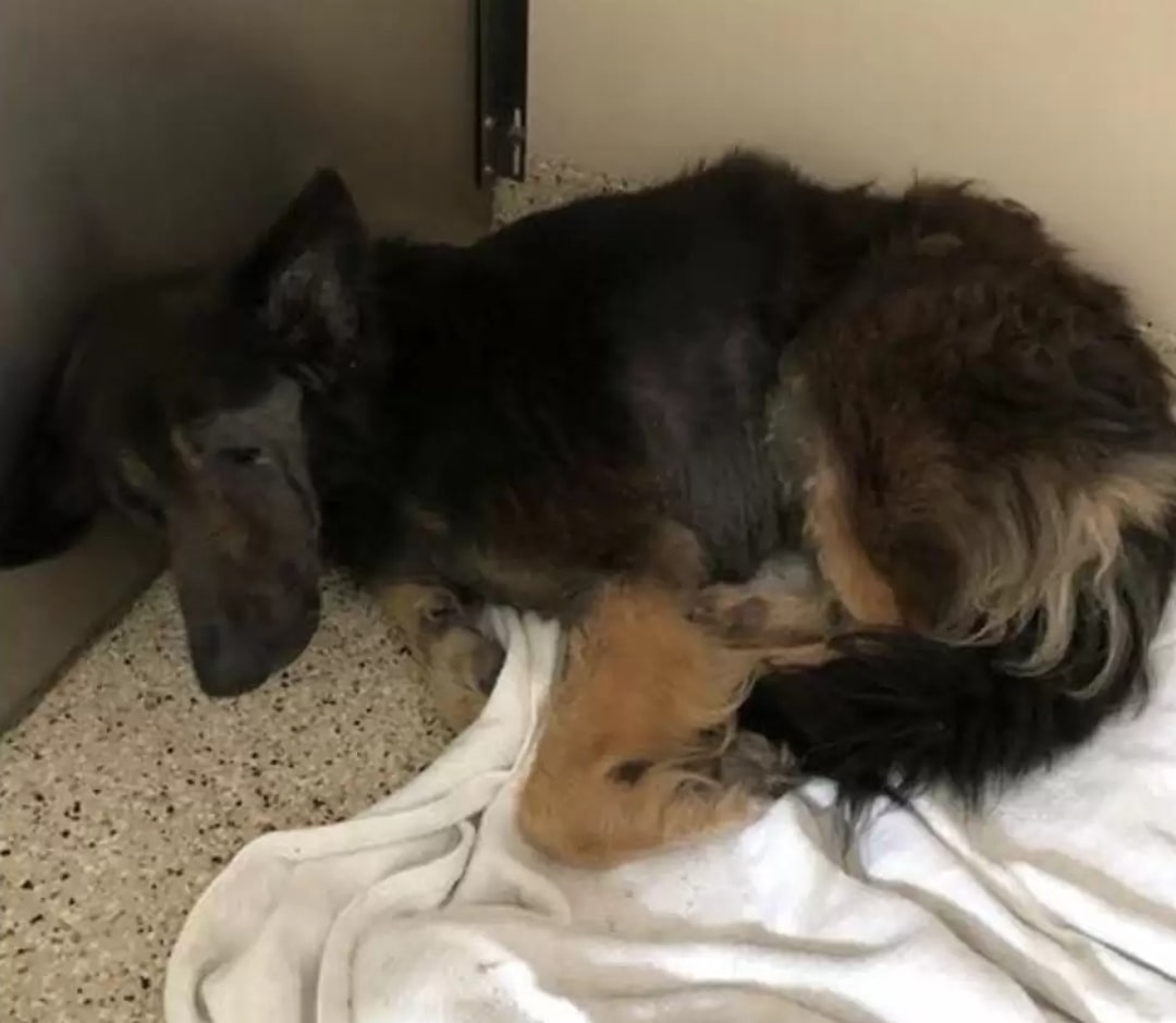 The old dog is lying in the shelter