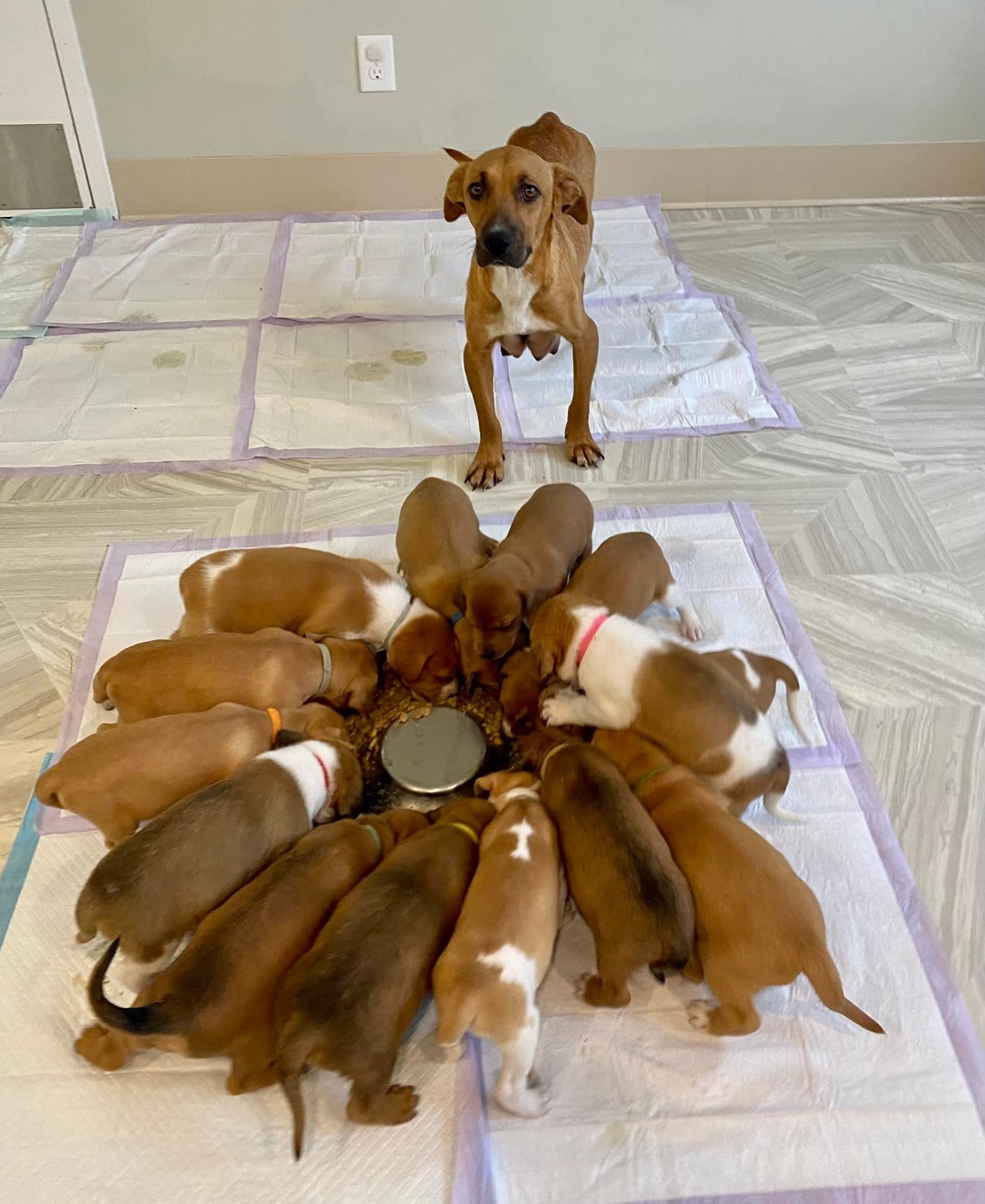 The puppies are eating, the dog is standing and watching them