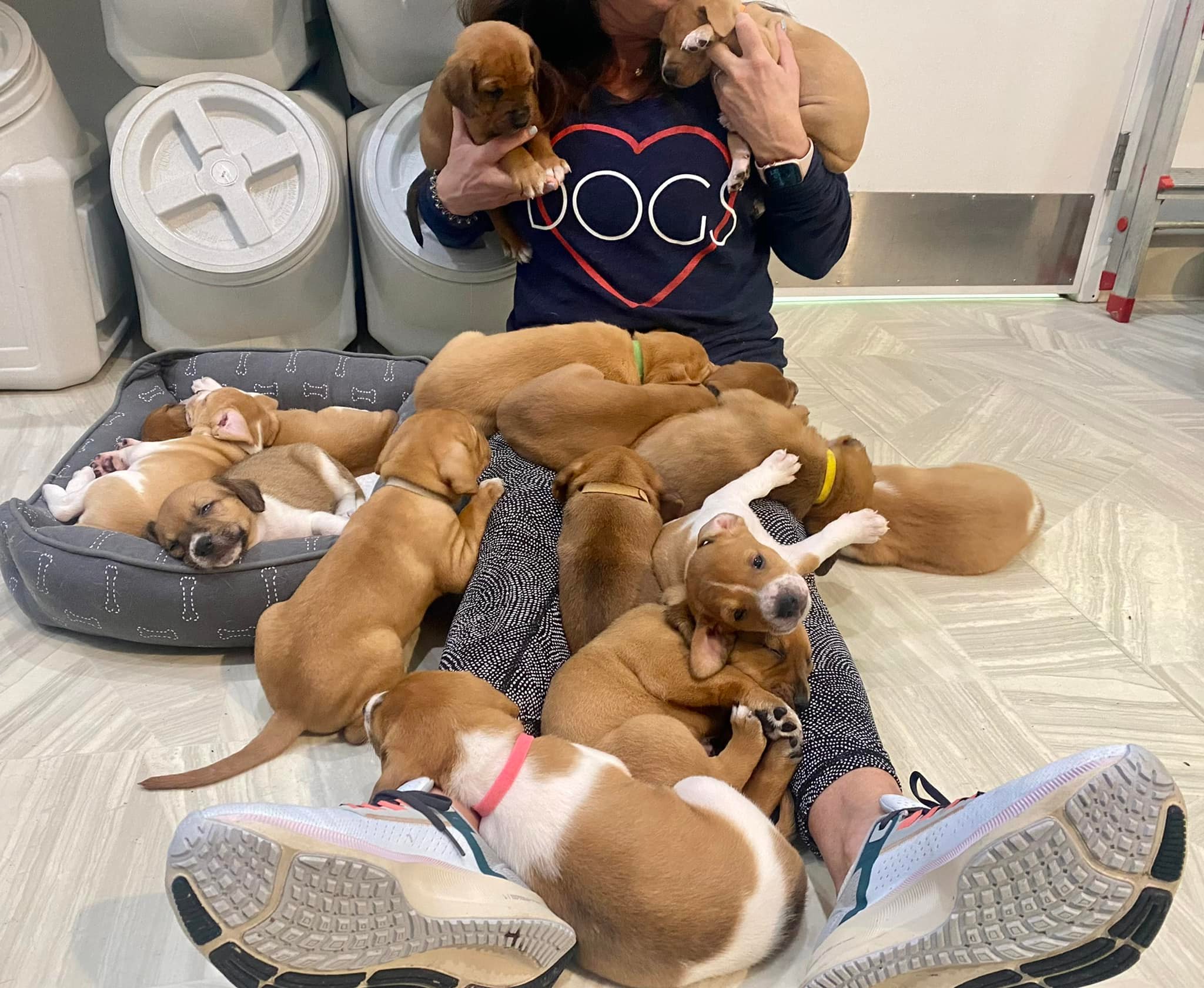 The puppies are lying at the woman's feet while she holds two in her arms