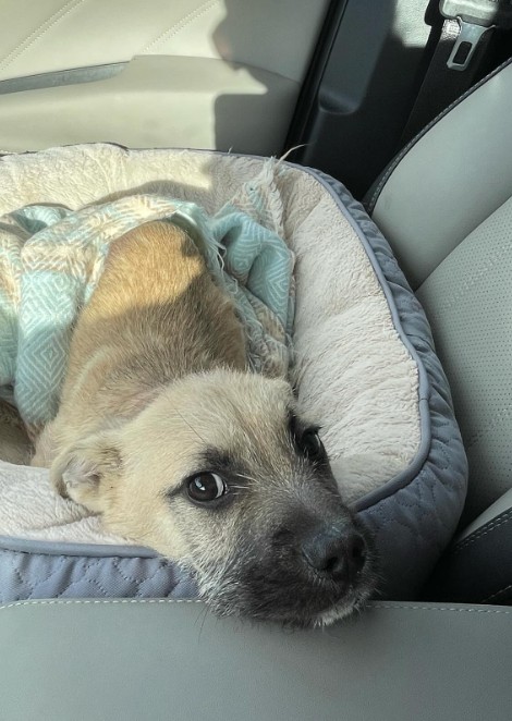 The puppy is lying on a cushion in the car