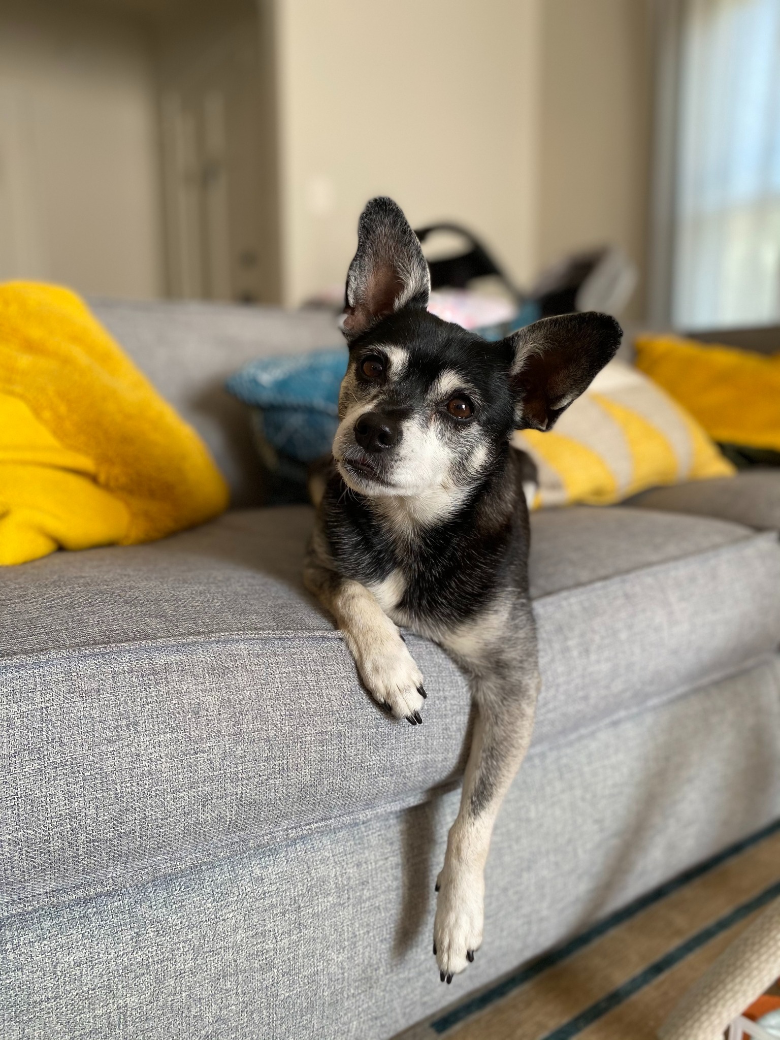 The puppy is lying on the couch