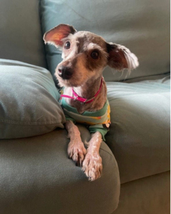 The puppy is lying on the couch