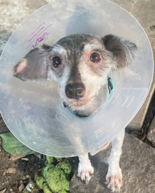 The puppy is sitting with a collar on