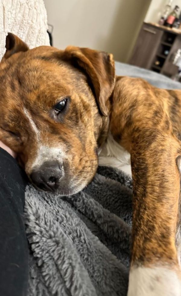 The sad dog is lying down