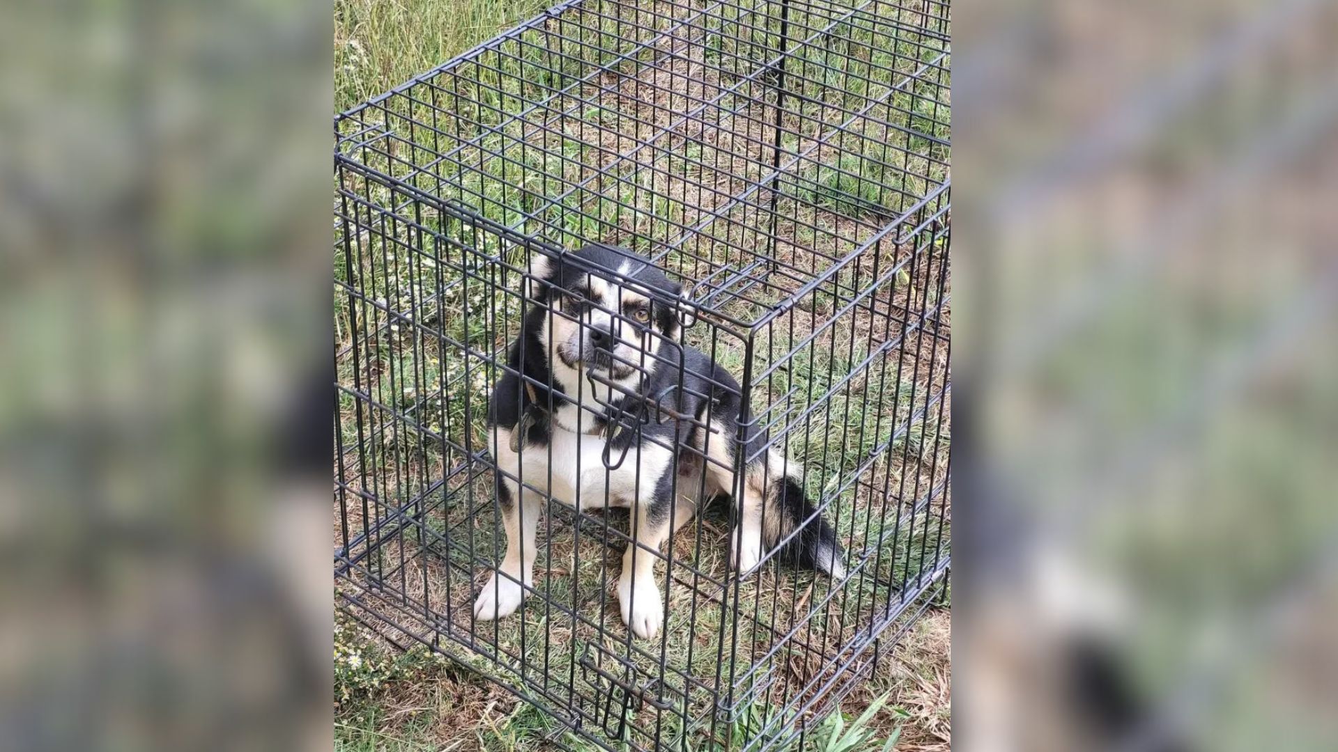 This Adorable Dog From Texas Was Abandoned Because The Owner Refused To Fix A Fence