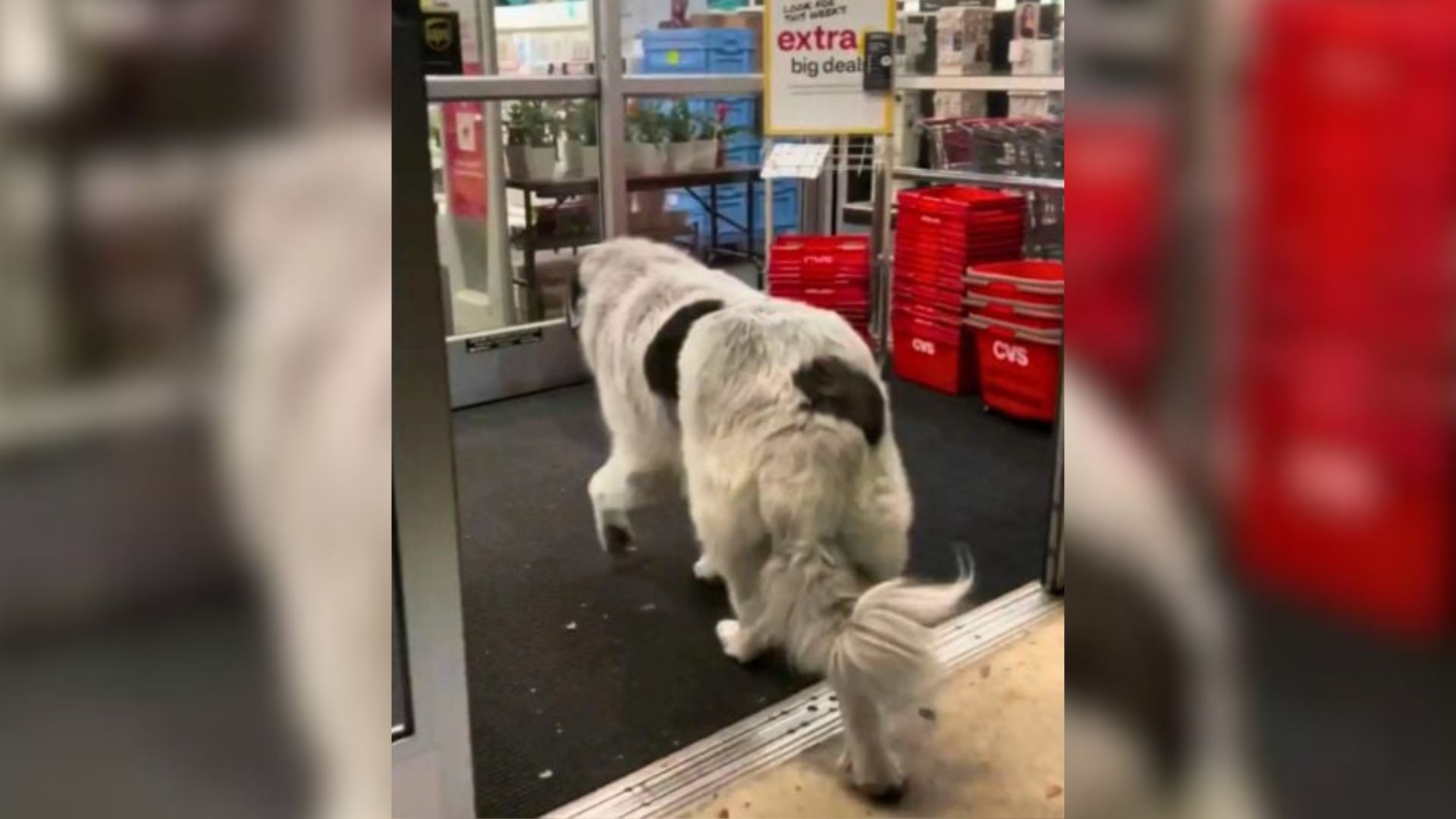 This Florida Dog Walks Into CVS Every Day For A Reason You Won’t Expect