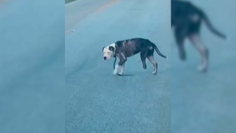 three legged dog