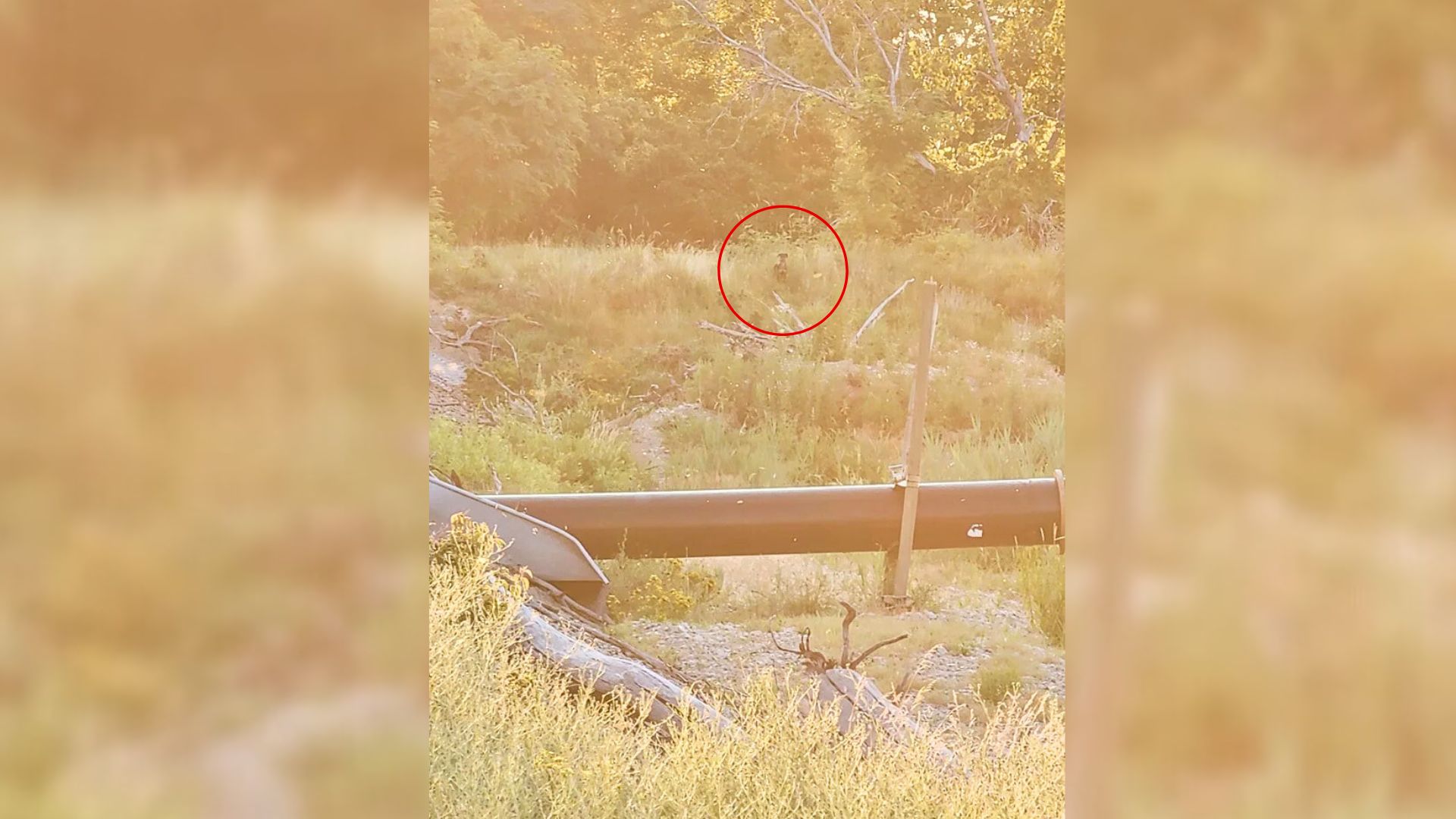 Tiny Dog Disappears After Fireworks, And Michigan Team Races Against Time To Find Him