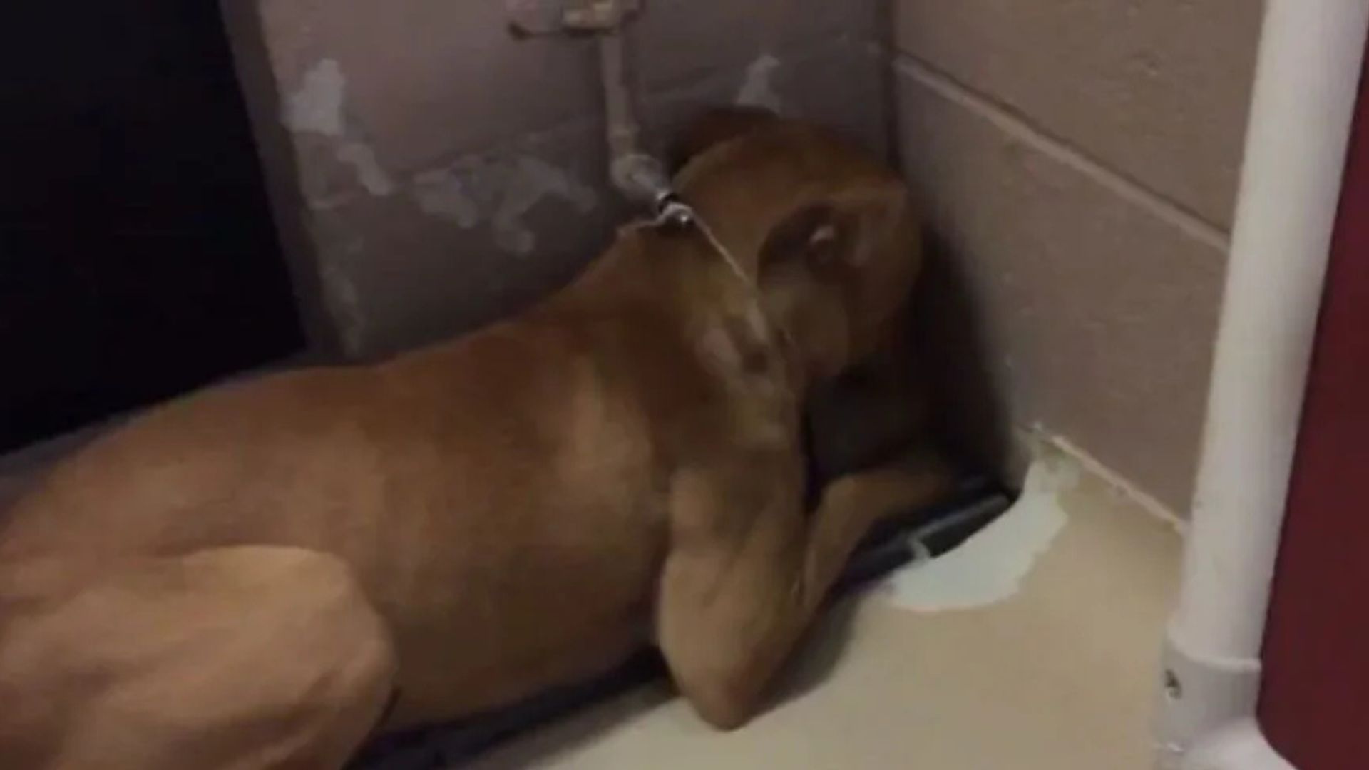 Traumatized Texas Pup Transforms Into A Playful Dog With The Right Kind Of Love
