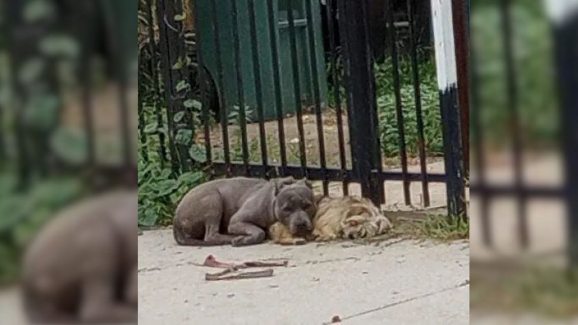 Two Dogs Who Refused To Leave Each Other’s Side Bring California Rescuers To Tears