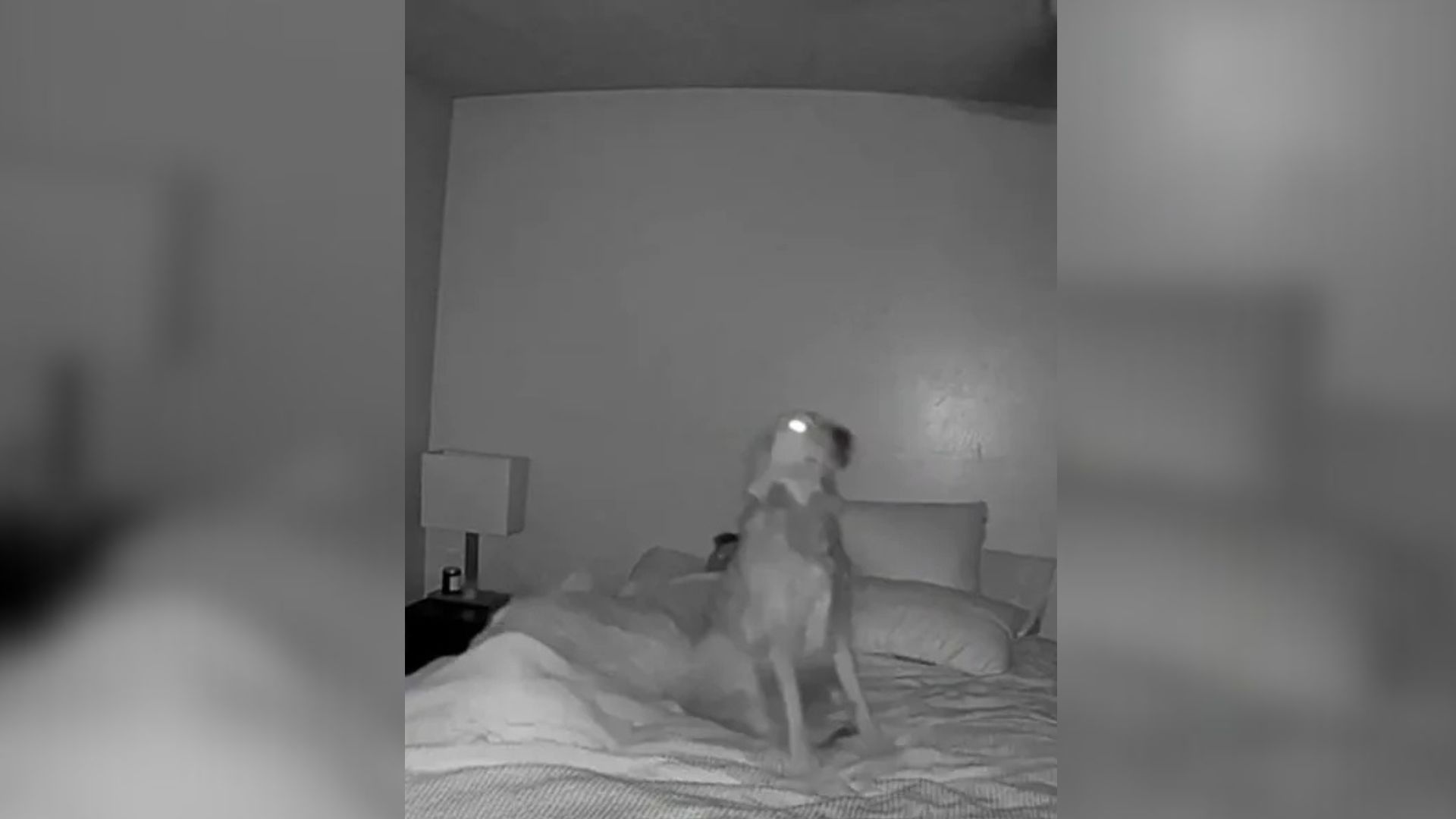 Utah Golden Retriever Goes Viral After Security Footage Reveals An Adorable Secret