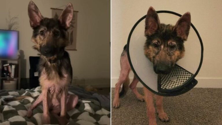 neglected dog