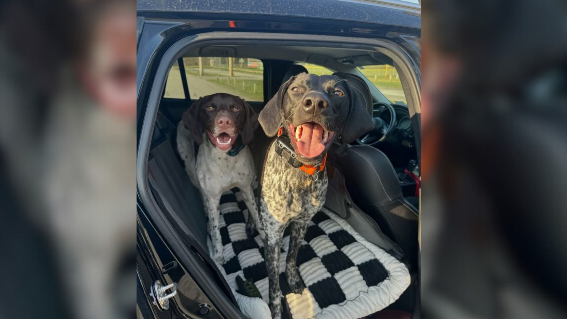 Vermont Woman Discovers Her Dog’s Hilarious Hidden Talent And The Internet Can’t Get Enough