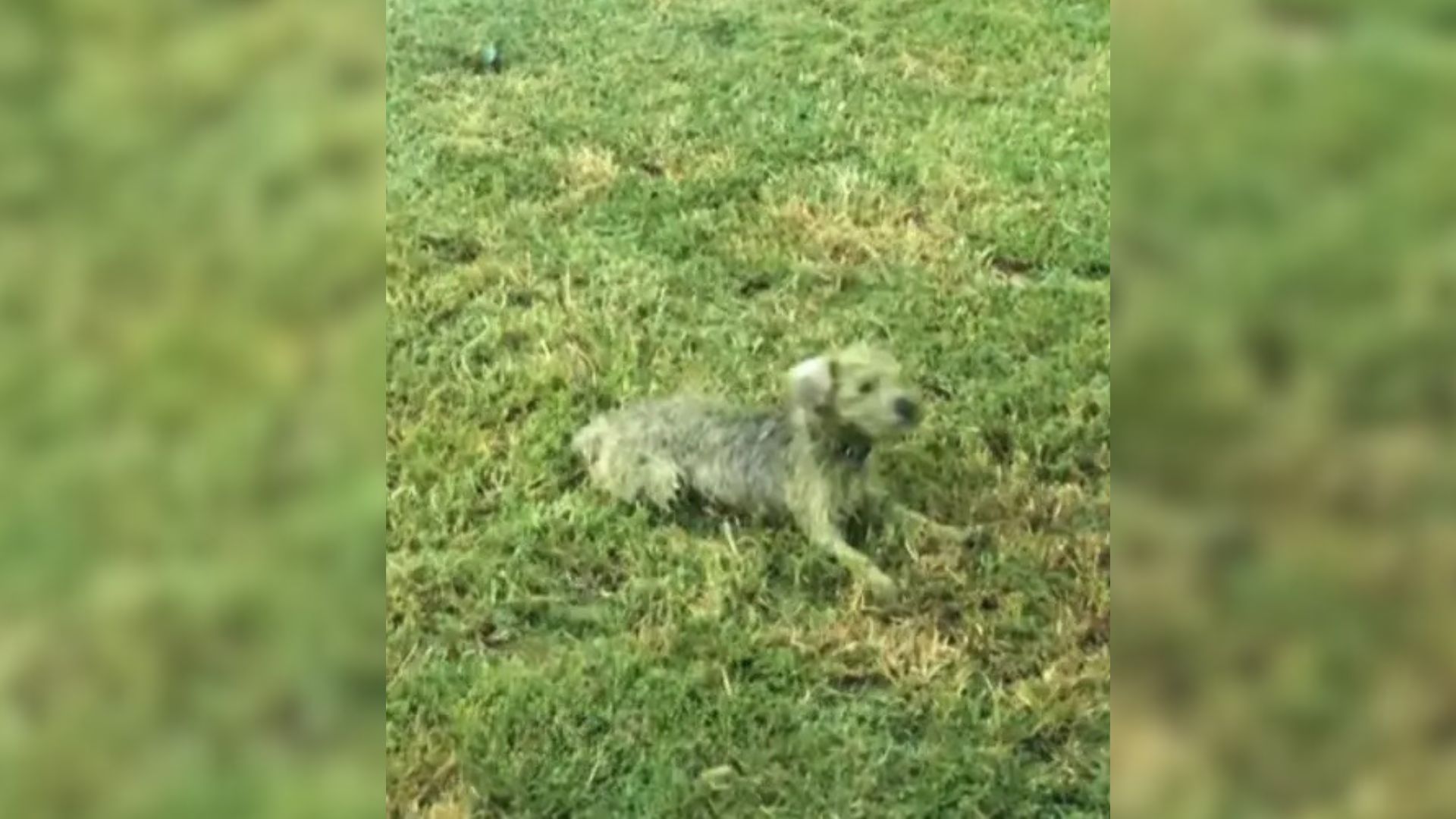 Virginia Farm Pup’s Goofy Transformation From Snow-White To Hulk Green Stuns His Mom