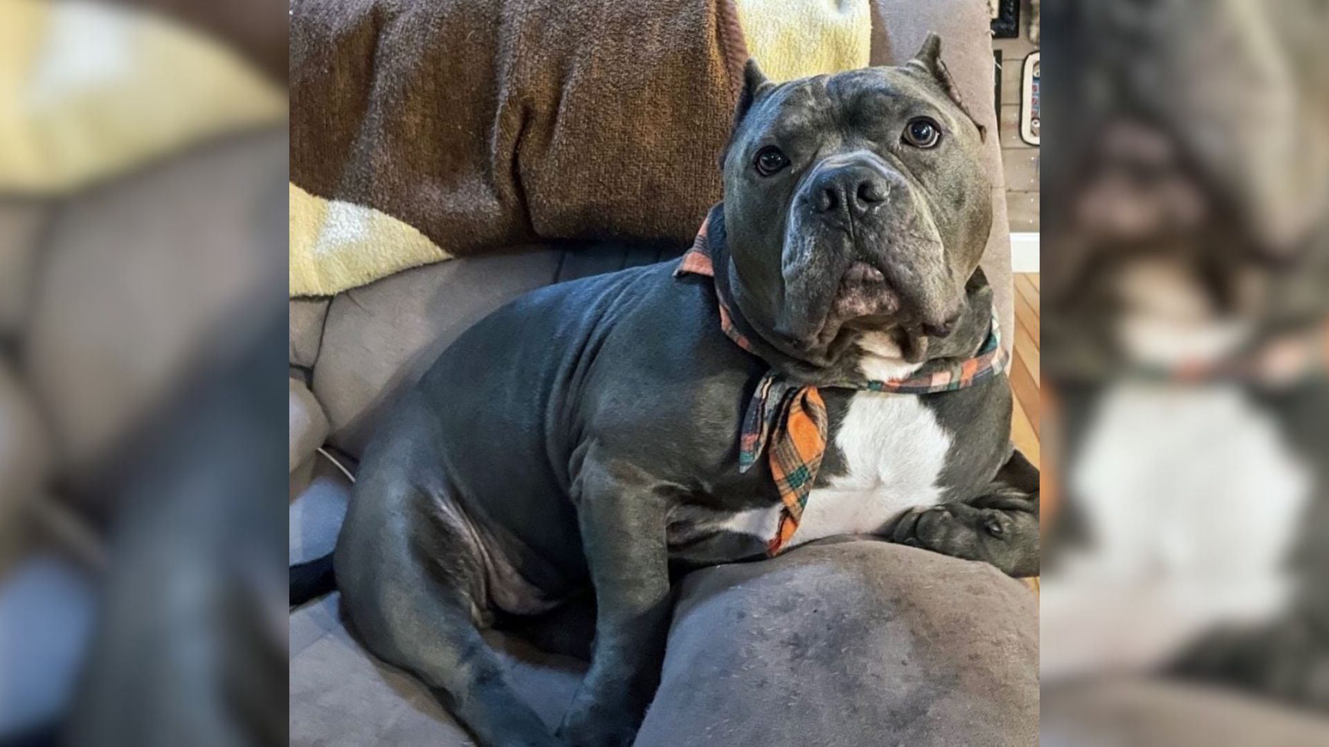 Virginia Pup’s Stunning Weight Loss Story Proves Love And Care Can Work Miracles