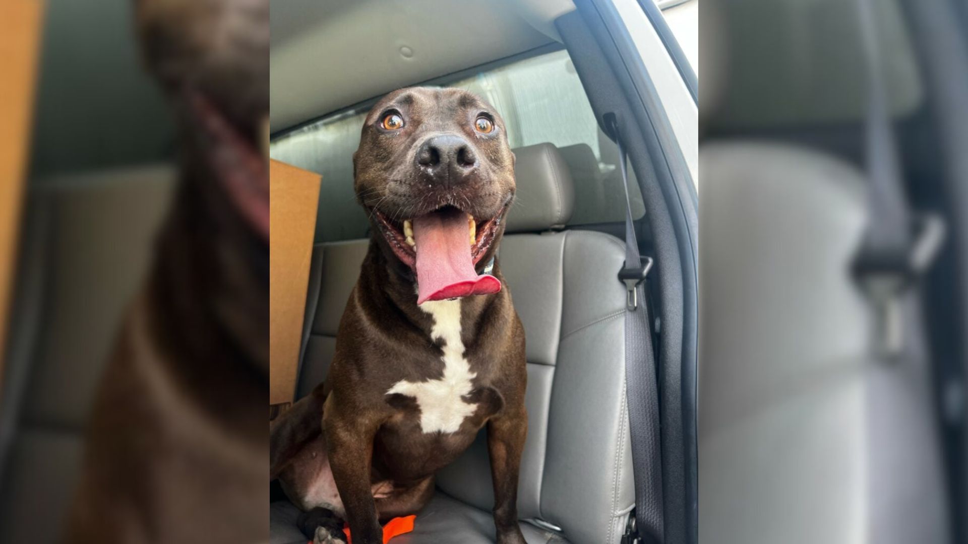 Virginia Shelter Dog Overlooked For 473 Days Proves That Love Is Always Worth Waiting For