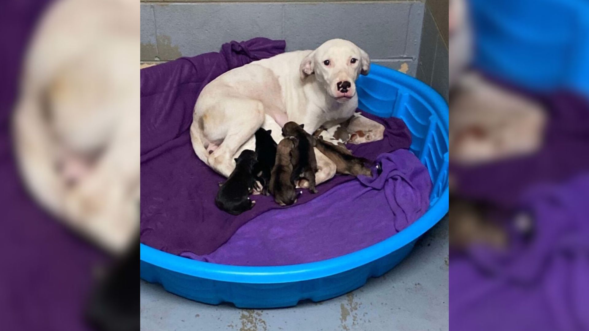 Virginia Shelter Dog Waits 227 Days For Love After Seeing All Her Puppies Adopted