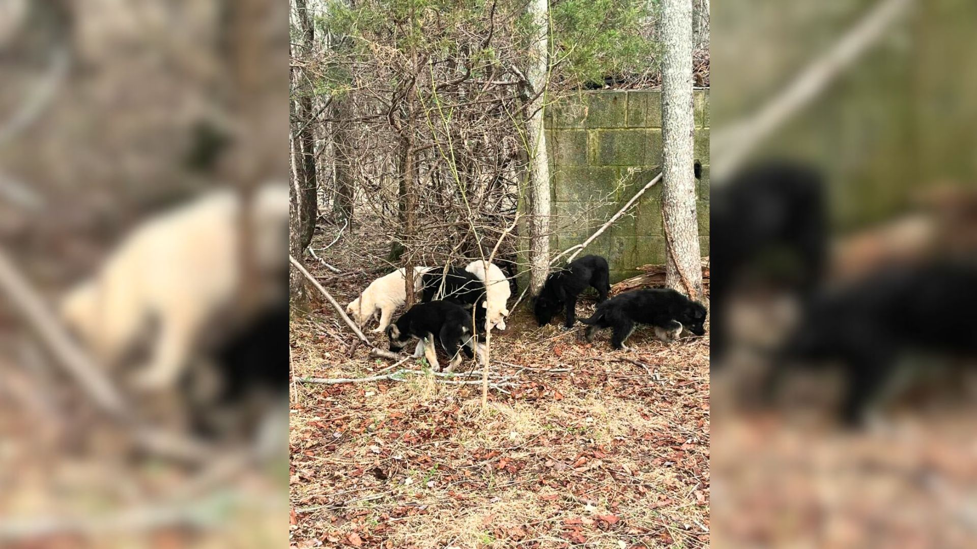 Virginia Sheriff Condemns Cruelty After Eleven Puppies Found Abandoned And Sick In The Woods