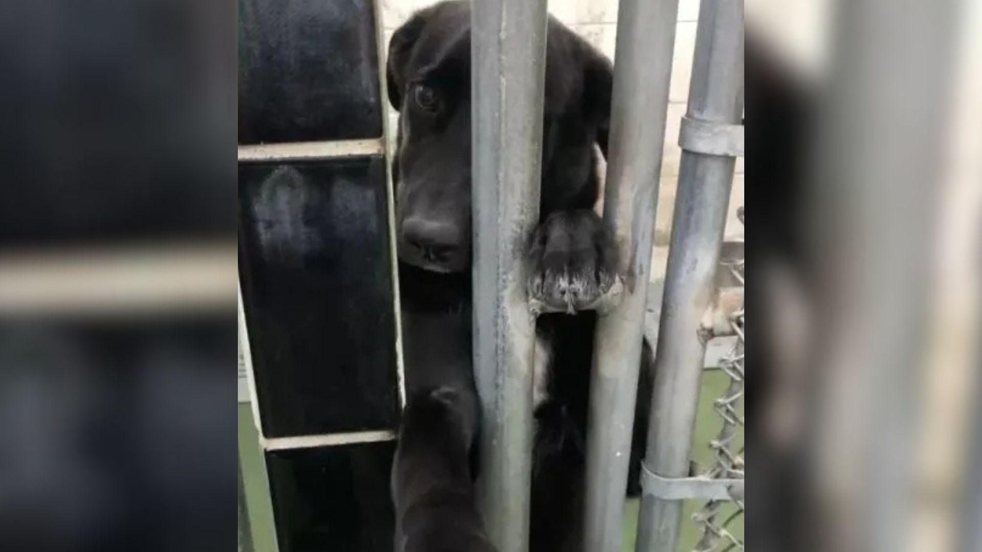 Washington Dog Presses Her Paw Through Cold Bars Hoping Someone Will Notice
