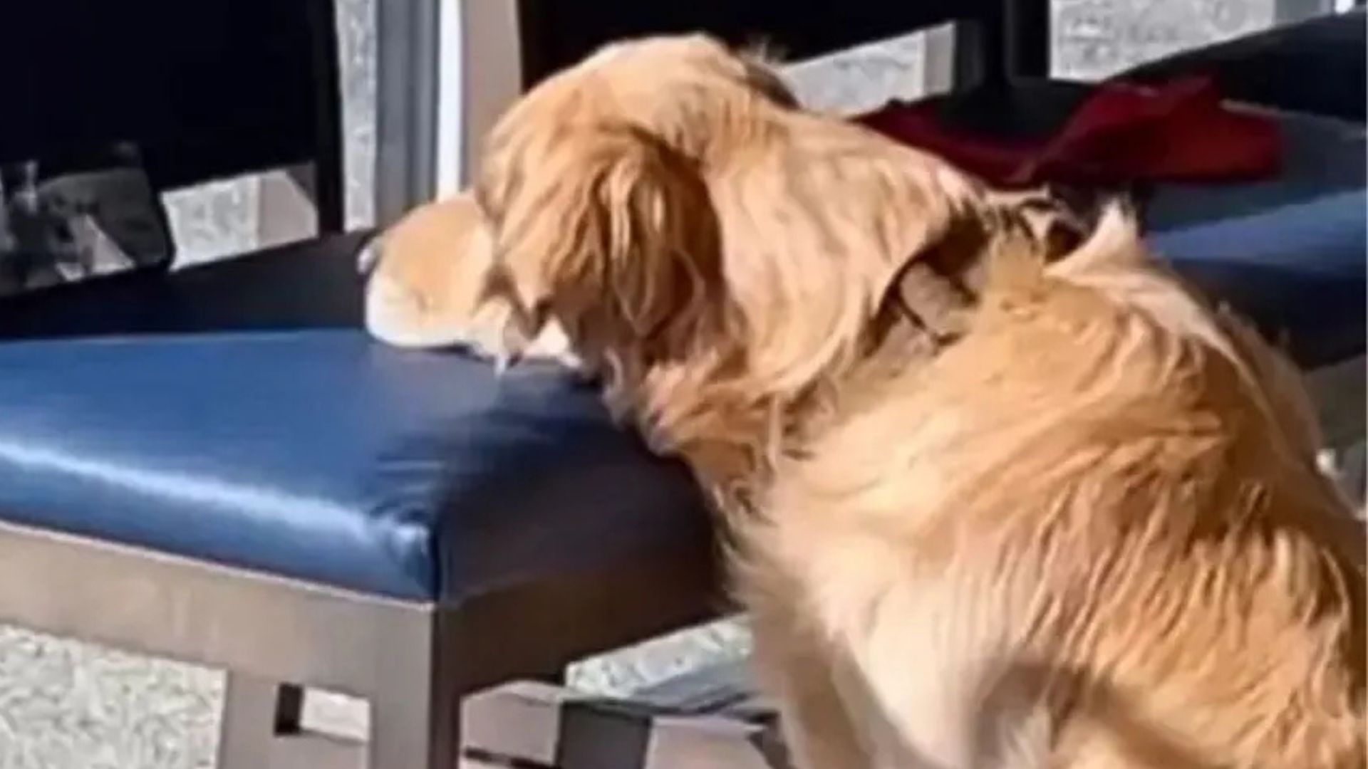 Washington Golden Retriever Steals The Show At The Vet