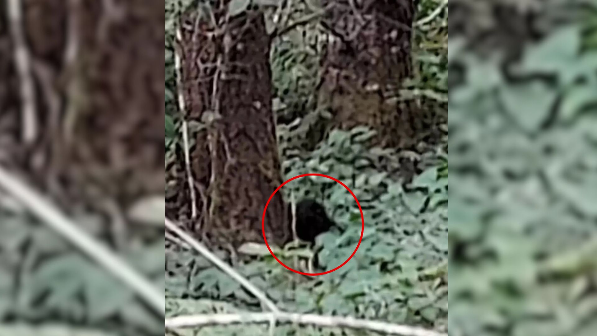 Washington Hiker Stops Cold After Hearing Strange Cries In The Woods