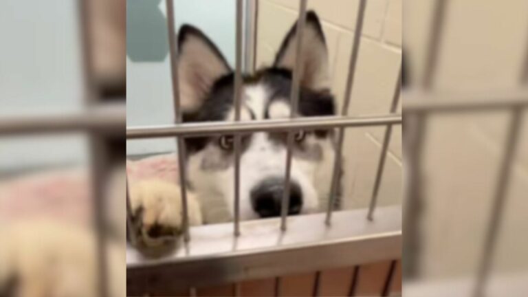 dog in shelter