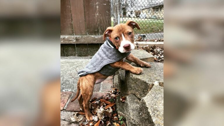 Washington Pit Bull Was Running Out Of Time