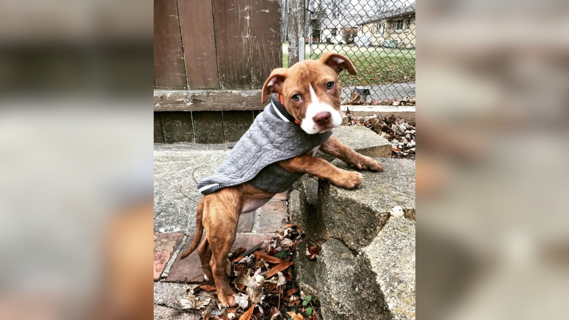 Washington Pit Bull Was Running Out Of Time Until A Miracle Changed Everything