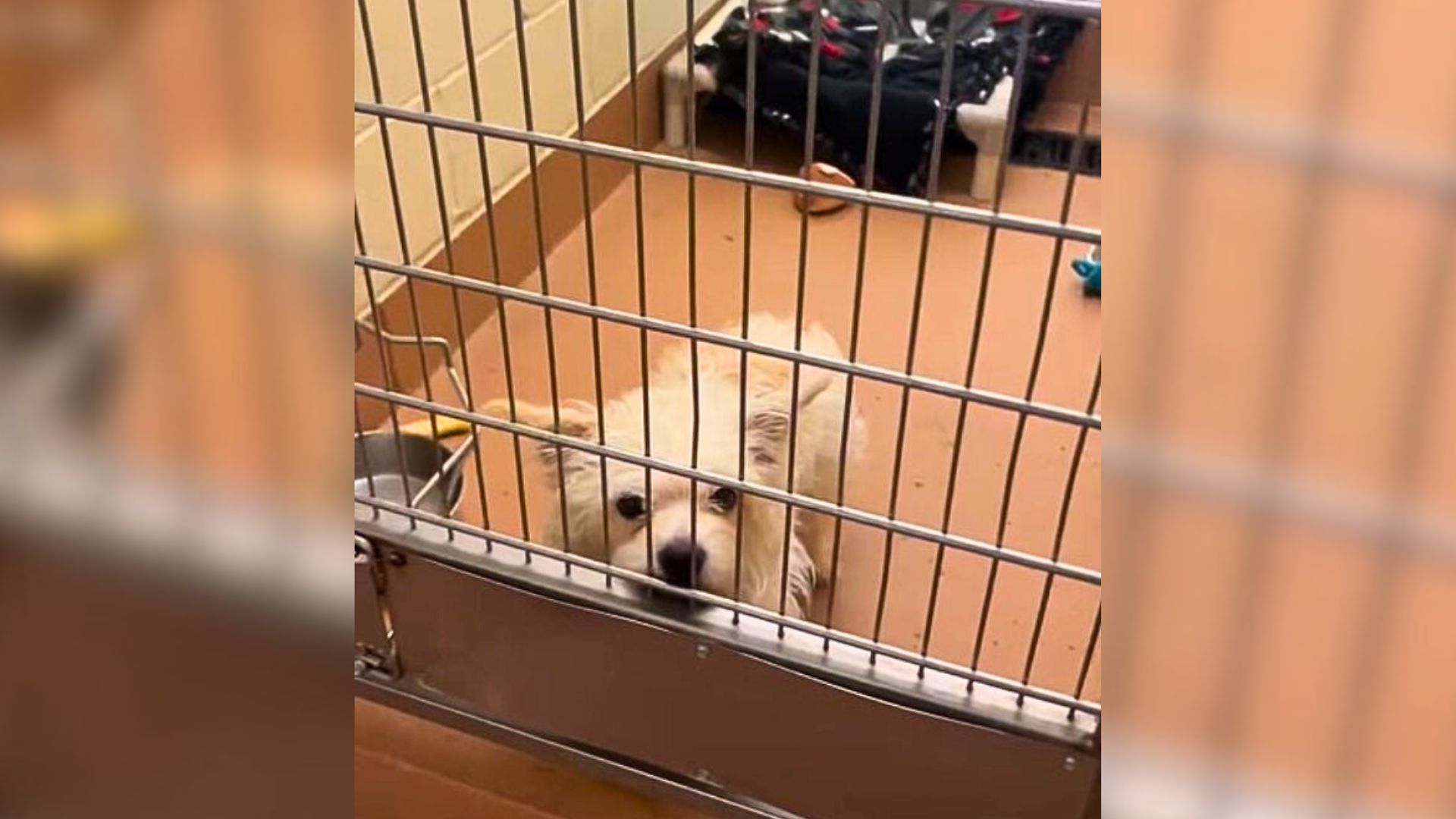 Washington Pup Samson Misses His First Chance At Adoption, But Fate Brings Him Home