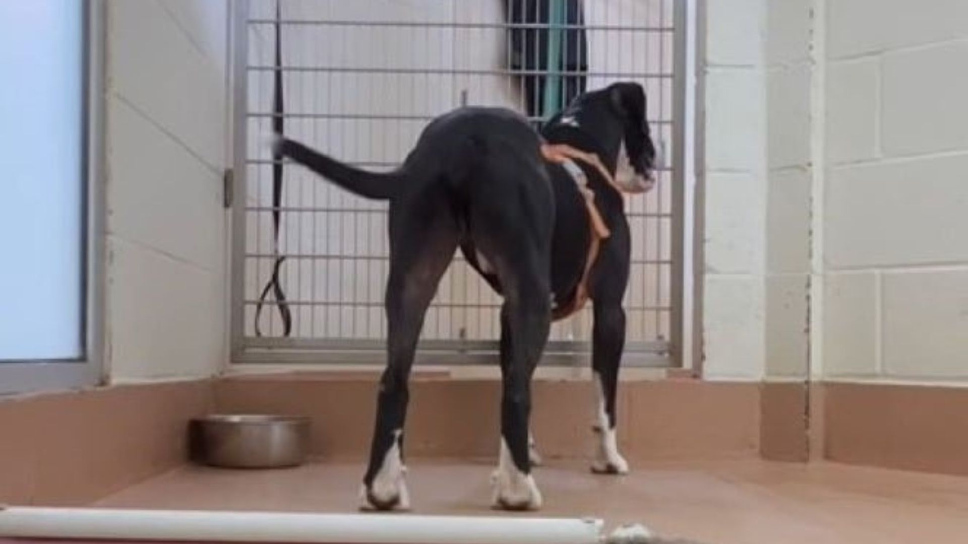 Washington Pup Spends 915 Days In A Shelter, Never Losing Hope That Someone Would Choose Him